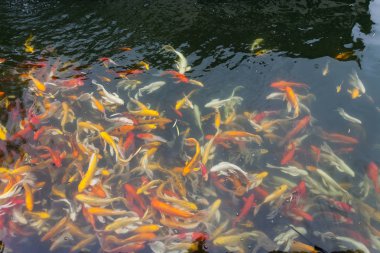 Göldeki koi