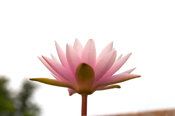 Růžový Lotosový Květ Noci — Stock fotografie