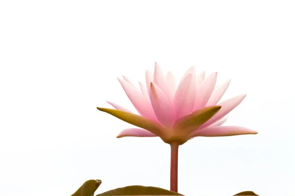 Pembe Lotus Çiçeği Sabah — Stok fotoğraf