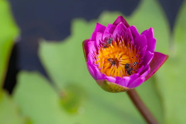Kwiat lotosu i pszczoła — Zdjęcie stockowe
