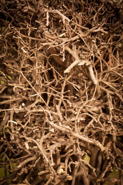 Trockener buschiger Klumpenbaum — Stockfoto