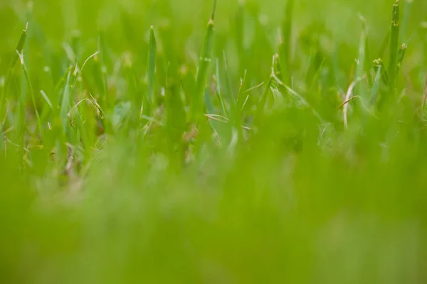 Het gras in het gazon — Stockfoto