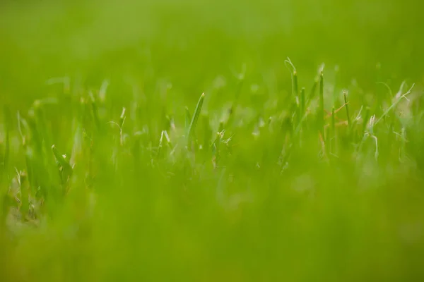 La hierba en el césped —  Fotos de Stock