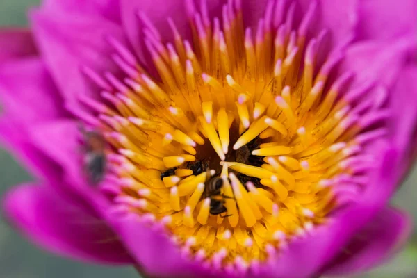 Fiore di loto e ape — Foto Stock