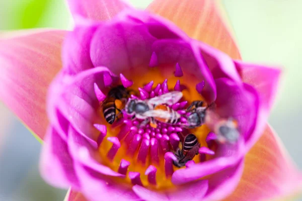 Fiore di loto e ape — Foto Stock