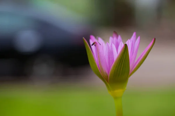 Lotusblomma och bee — Stockfoto