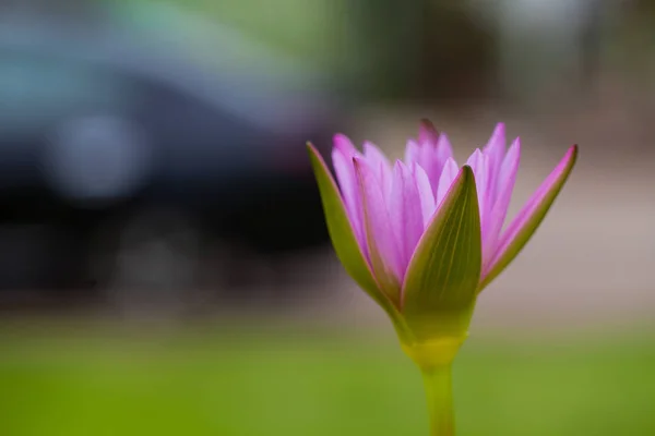 Lotusblomma och bee — Stockfoto