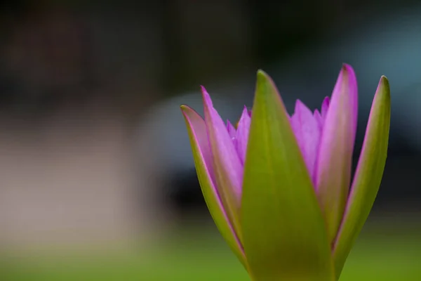 Lotus çiçeği ve arı — Stok fotoğraf