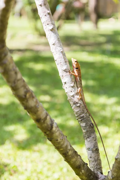 Brown Lizard, lagarto asiático ou lagarto de árvore — Fotografia de Stock