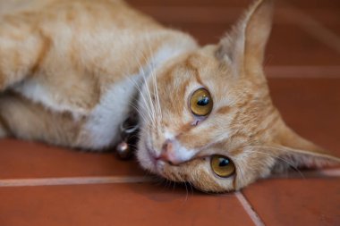 Genç kızıl kedi, Doğa