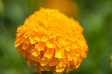 Çiçek açan sarı kadife çiçekleri bahçedeki doğa arka planı