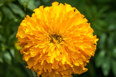 Çiçek açan sarı kadife çiçekleri bahçedeki doğa arka planı