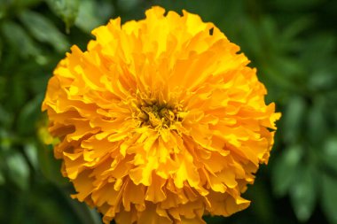 Çiçek açan sarı kadife çiçekleri bahçedeki doğa arka planı