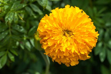 Çiçek açan sarı kadife çiçekleri bahçedeki doğa arka planı