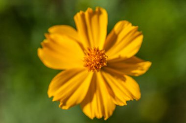 güzel sarı çiçekli arka plan