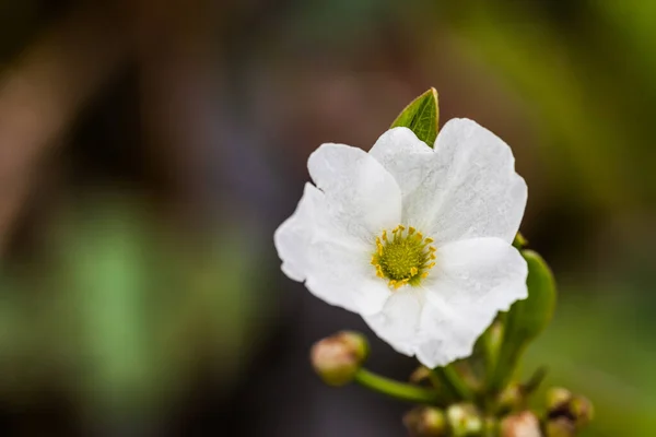 White Portulaca oleracea with blurred background