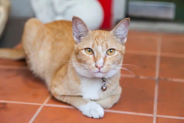 Рыжая Кошка Полу — стоковое фото