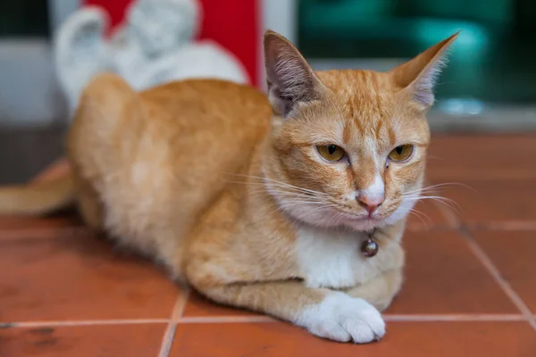 Рыжая Кошка Природа — стоковое фото