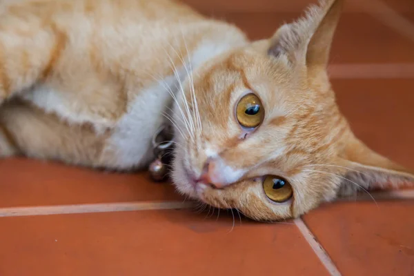 Joven Gato Jengibre Naturaleza — Foto de Stock