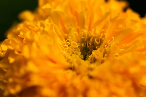 Blühende Gelbe Ringelblumen — Stockfoto