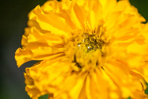 Квітучі Жовті Чорнобривці Природа Фон — стокове фото
