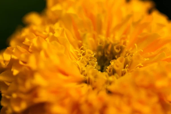 Ringelblume Garten Natur — Stockfoto