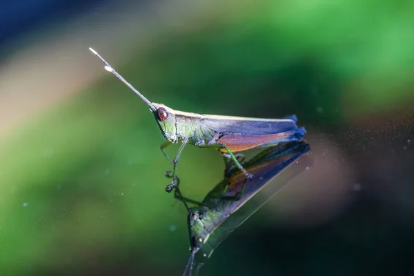 Grasshopper Posado Espejo Naturaleza —  Fotos de Stock