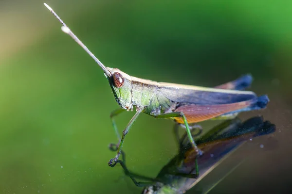 Grasshopper perching on a mirror, nature