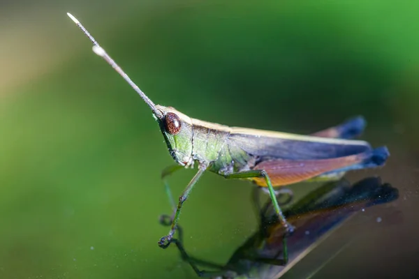 Grasshopper Zittend Een Spiegel Natuur — Stockfoto