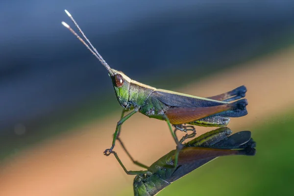 Grasshopper Perching Mirror Nature — Stock Photo, Image