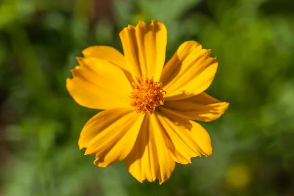 Tło Pięknymi Żółtymi Kwiatami — Zdjęcie stockowe