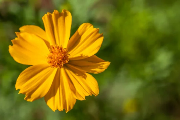 Sfondo Con Bellissimi Fiori Gialli — Foto Stock