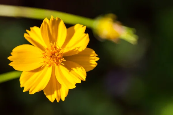 Tło Pięknymi Żółtymi Kwiatami — Zdjęcie stockowe