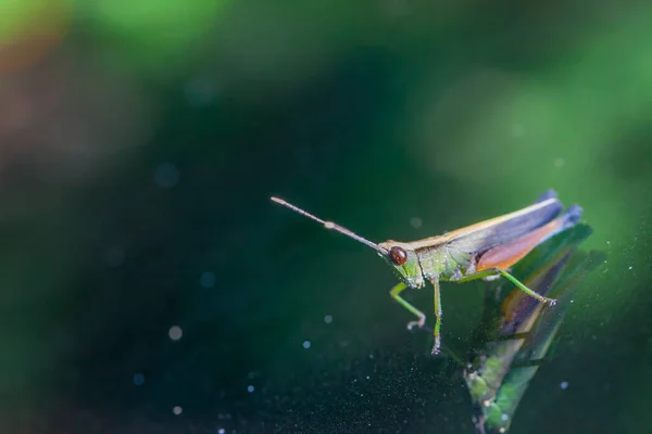 Grasshopper Perching Mirror Nature — Stock Photo, Image