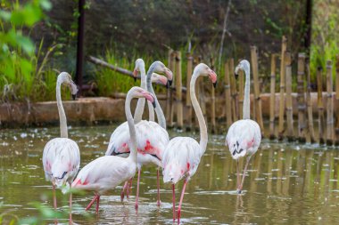 Pembe Karayip flamingo grubu