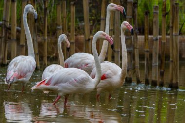 Pembe Karayip flamingo grubu
