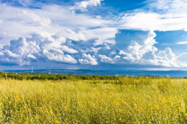 Mavi gökyüzünün altındaki sarı alan. doğa arkaplanı