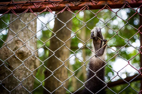 Hand Sad Black Gibbon Cage Nature — Stock Photo, Image