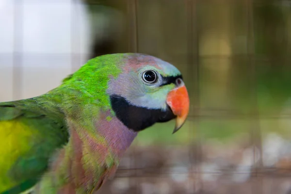 Close-up on eye amazon parrots in a cage