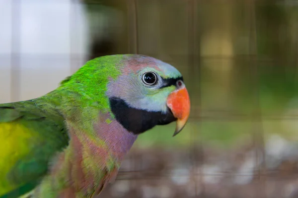 Крупным Планом Глаза Амазонских Попугаев Клетке — стоковое фото