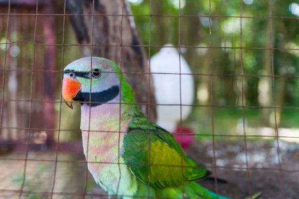 Zbliżenie Oko Amazonki Papugi Klatce — Zdjęcie stockowe