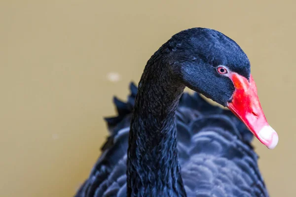 Cisne Negro Nadando Una Piscina — Foto de Stock