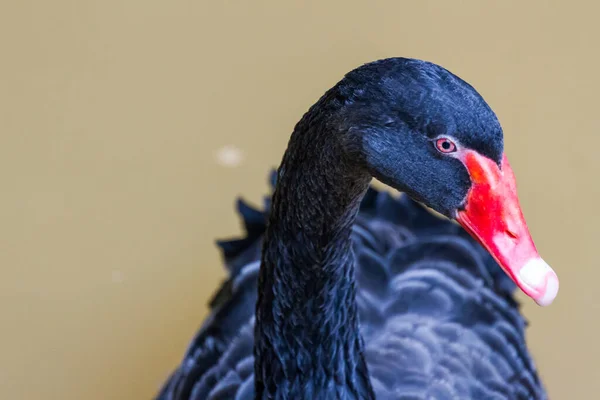 Cisne Negro Nadando Una Piscina — Foto de Stock