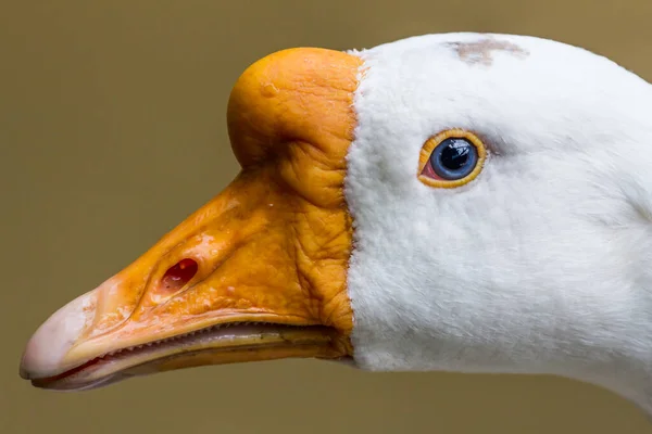 White Goose Head Close — Stock Photo, Image