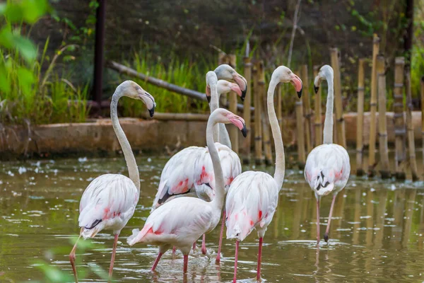 Grupo Flamingo Caribenho Rosa — Fotografia de Stock