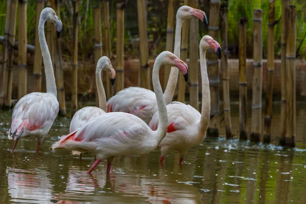 Grupo Flamingo Caribenho Rosa — Fotografia de Stock