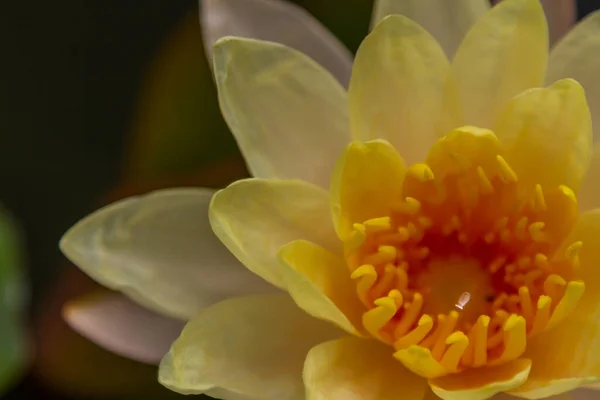 Vacker Lotus Blomma Med Natur Bakgrund — Stockfoto