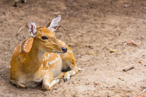 動物園に座っている鹿を発見 — ストック写真