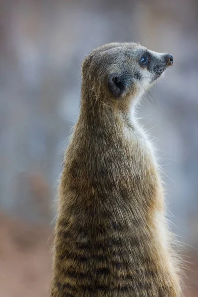 Meerkat Surikate Sitting Zoo — Stock Photo, Image