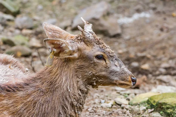 若いオスの鹿はとても泥だらけで動物園に興味津々です — ストック写真